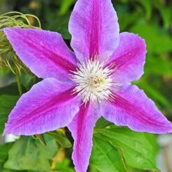 Clematis Large Flowered Trio -NAOMI Plant Shop clem coll C