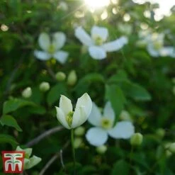 Clematis Montana 'Grandiflora' -NAOMI Plant Shop clem mont