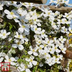 Clematis Montana 'Grandiflora' -NAOMI Plant Shop clem mont5