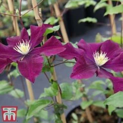 Clematis 'Warszawska Nike' -NAOMI Plant Shop clem wars3