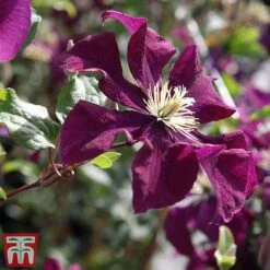 Clematis 'Warszawska Nike' -NAOMI Plant Shop clem wars4