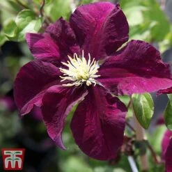 Clematis 'Warszawska Nike' -NAOMI Plant Shop clem wars5