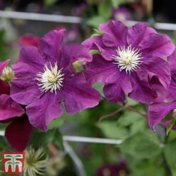 Clematis 'Warszawska Nike' -NAOMI Plant Shop clem wars6
