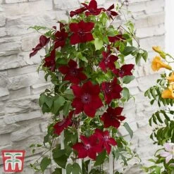 Clematis Patio Collection -NAOMI Plant Shop clematis3