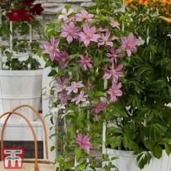 Clematis Patio Collection -NAOMI Plant Shop clematis4