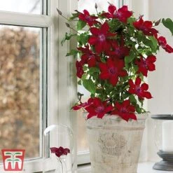 Clematis Patio Collection -NAOMI Plant Shop clematis5