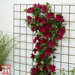 Clematis Patio Collection -NAOMI Plant Shop clematis6