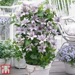 Clematis Patio Collection -NAOMI Plant Shop clematis8