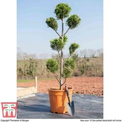 Leyland Cypress 'Castlewellan' Topiary -NAOMI Plant Shop cloud