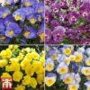Pansy 'Cool Wave Collection'