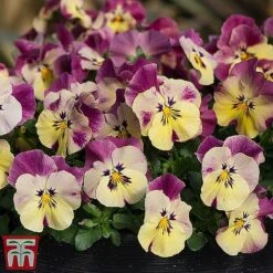 Pansy 'Cool Wave Collection' -NAOMI Plant Shop cooli1