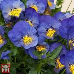 Pansy 'Cool Wave Collection' -NAOMI Plant Shop coolii1