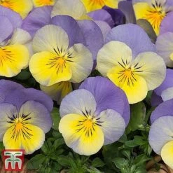 Pansy 'Cool Wave Collection' -NAOMI Plant Shop cooliii1
