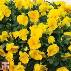 Pansy 'Cool Wave Collection' -NAOMI Plant Shop cooliiii1