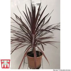 Cordyline 'Red Star' -NAOMI Plant Shop cord reds
