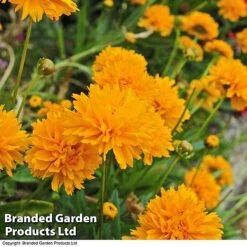 Perennial Pollinator Collection -NAOMI Plant Shop core gold