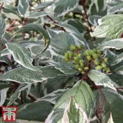 Cornus Alba 'Sibirica Variegata'
