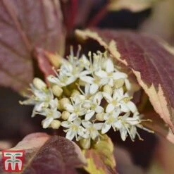 Cornus Alba 'Sibirica Variegata' -NAOMI Plant Shop corn sib4