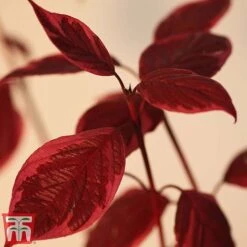 Cornus Alba 'Sibirica Variegata' -NAOMI Plant Shop corn sib5