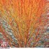 Cornus Sanguinea 'Winter Beauty'
