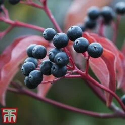 Cornus Sanguinea 'Winter Beauty' -NAOMI Plant Shop corn wint