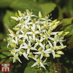 Cornus Sanguinea 'Winter Beauty' -NAOMI Plant Shop corn wint2