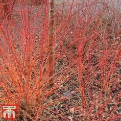 Cornus Sanguinea 'Winter Beauty' -NAOMI Plant Shop corn wint4