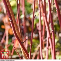 Cornus Sanguinea 'Winter Beauty' -NAOMI Plant Shop corn wint5