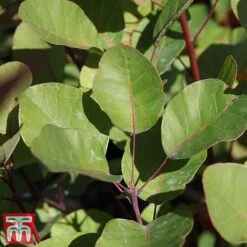 Cotinus Coggygria -NAOMI Plant Shop cotti