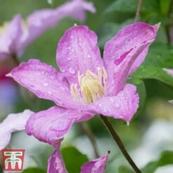 Clematis 'Comtesse De Bouchaud'