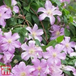Clematis 'Comtesse De Bouchaud' -NAOMI Plant Shop countes
