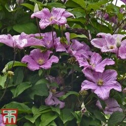 Clematis 'Comtesse De Bouchaud' -NAOMI Plant Shop countess