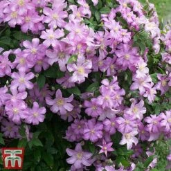 Clematis 'Comtesse De Bouchaud' -NAOMI Plant Shop countessa