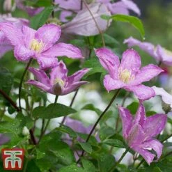 Clematis 'Comtesse De Bouchaud' -NAOMI Plant Shop coutne