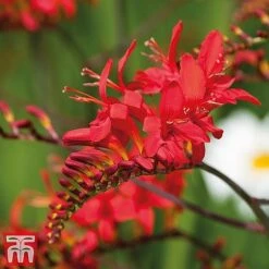 Everlasting Perennial Collection -NAOMI Plant Shop crocosmia2