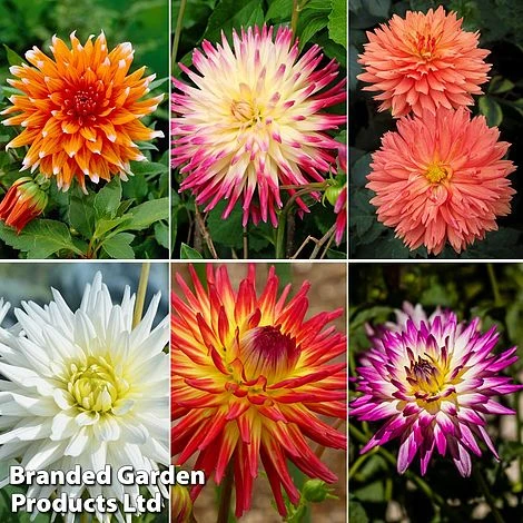 Dahlia 'Cactus Collection' 1 Dahlia 'Cactus Collection'