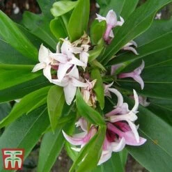 Daphne 'Perfume Princess' -NAOMI Plant Shop dap