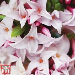 Daphne 'Perfume Princess' -NAOMI Plant Shop dap3