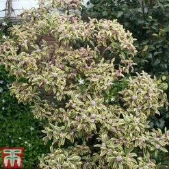 Daphne Odora 'Rebecca' -NAOMI Plant Shop daphne rebecca 2