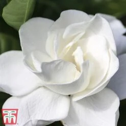 Gardenia 'Deluxe' -NAOMI Plant Shop del