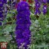 Delphinium Magic Fountains 'Dark Blue Dark Bee'