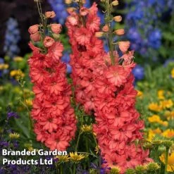 Delphinium 'Red Lark' -NAOMI Plant Shop delp red2