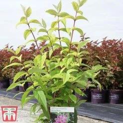 Deutzia X Hybrida 'Perle Rose' -NAOMI Plant Shop deut pere