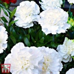 Dianthus 'Memories' (Scent First Series) -NAOMI Plant Shop dian31