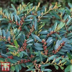 Distylium Myricoides 'Blue Cascade' -NAOMI Plant Shop distylium3