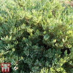 Distylium Myricoides 'Blue Cascade' -NAOMI Plant Shop distylium4