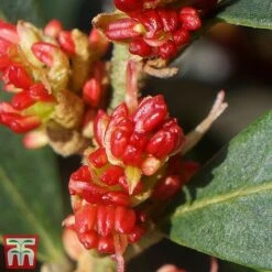 Distylium Myricoides 'Blue Cascade' -NAOMI Plant Shop distylium6