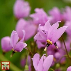 Dodecatheon Meadia -NAOMI Plant Shop dod2
