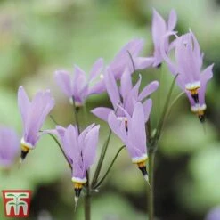 Dodecatheon Meadia -NAOMI Plant Shop dod3