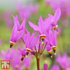 Dodecatheon Meadia -NAOMI Plant Shop dod4